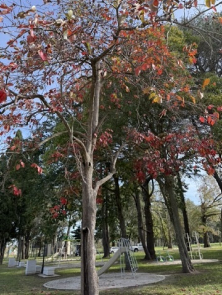 Lote en barrio los cedros